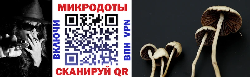 где продают   Исилькуль  Галлюциногенные грибы Cubensis 